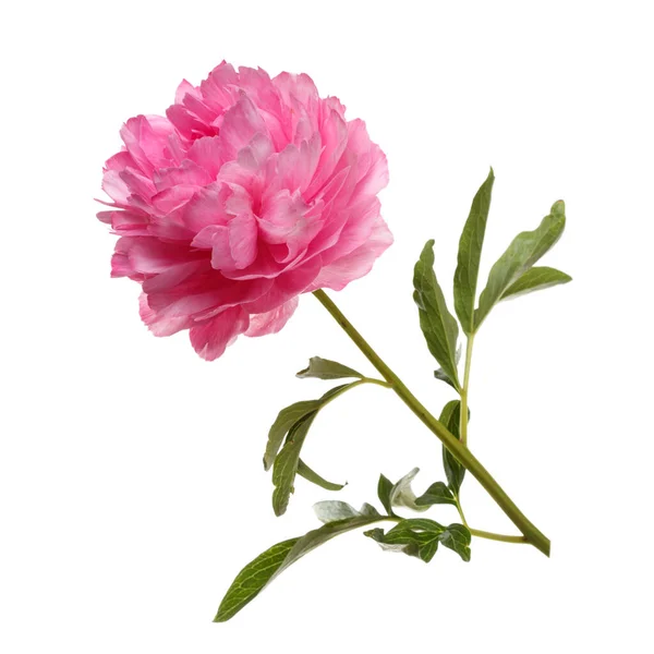Fleur Pivoine Rose Isolée Sur Fond Blanc — Photo