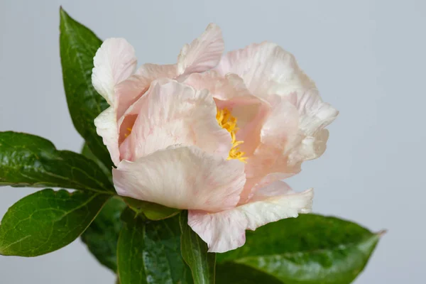 Gentle Pink Peony Isolated Gray Background — Stock Photo, Image