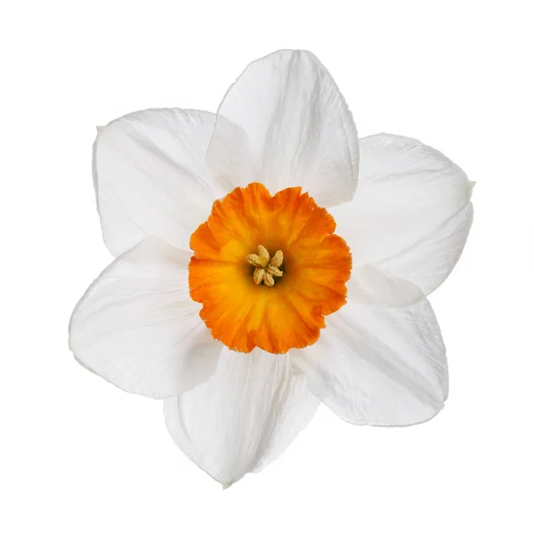 Fleur Jonquille Isolée Sur Fond Blanc — Photo