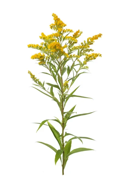 Twig Blossoming Goldenrod Isolated White Background — Stock Photo, Image