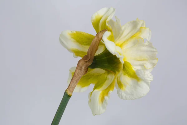 Flor Blanco Amarillo Moteado Narciso Vista Trasera Aislado Sobre Fondo — Foto de Stock