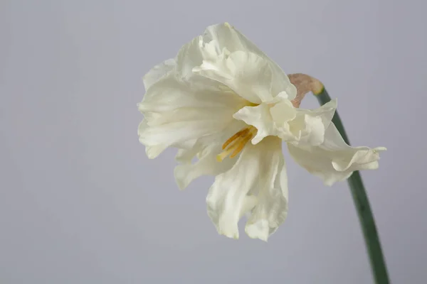 Λουλούδι Ενός Ελαφρού Νάρκισσου Κιτρινωπό Κέντρο Πλευρική Άποψη Απομονωμένα Γκρι — Φωτογραφία Αρχείου