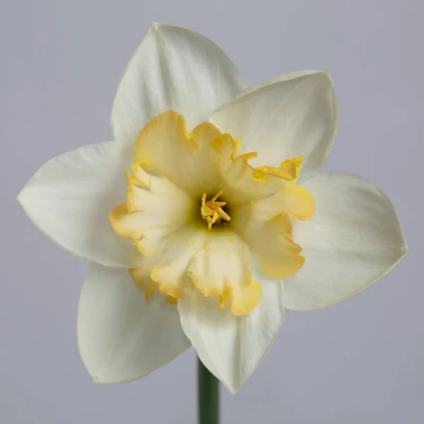 Blomman Ljusfärgad Med Gul Mitt Narcissus Isolerad Grå Bakgrund — Stockfoto