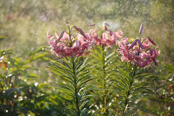 Lírios Rosa Florescendo Jardim Chuva Dia Ensolarado Verão — Fotografia de Stock