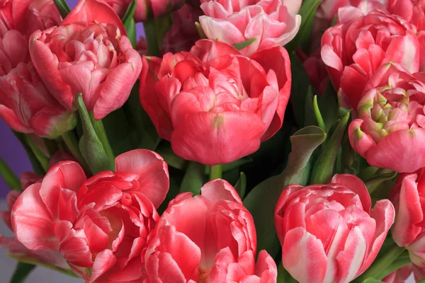 Floral Wallpaper Fragment Bouquet Coral Tulips Macro — Stock Photo, Image