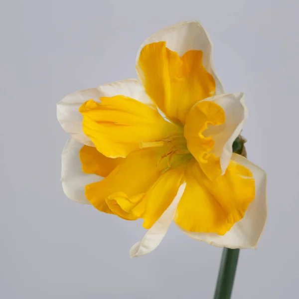 Parlak Sarı Merkezli Nergis Çiçeği Gri Bir Arkaplanda Izole Edilmiş — Stok fotoğraf