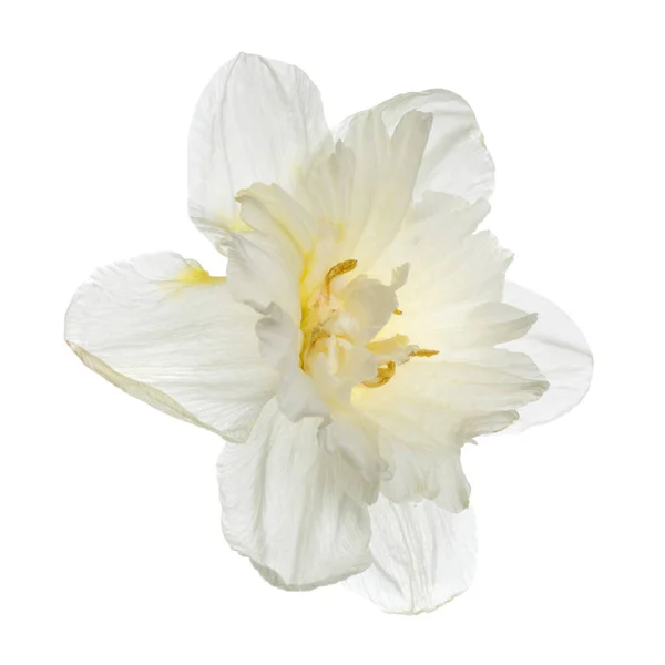 Delikat Påsklilja Blomma Isolerad Vit Bakgrund — Stockfoto