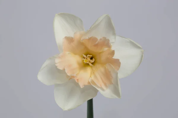 Bílý Narcis Květ Jemně Růžový Střed Izolované Šedém Pozadí — Stock fotografie
