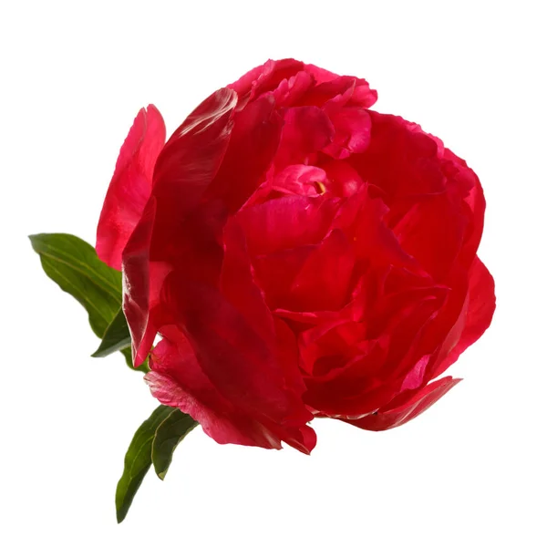 Rote Pfingstrose Blume Isoliert Auf Weißem Hintergrund — Stockfoto
