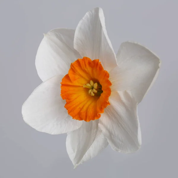 Цветок Нарцисса Выделен Сером Фоне — стоковое фото