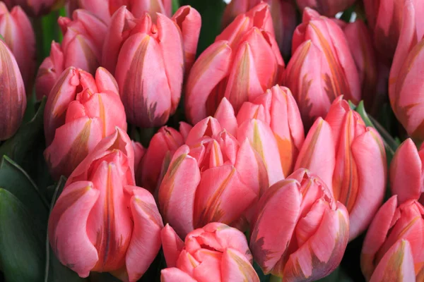 Papel Pintado Floral Tulipanes Rosados Inusuales Con Motas Macro — Foto de Stock
