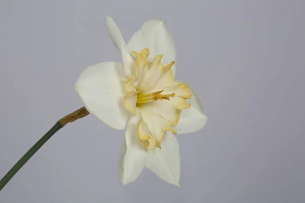 Fleur Est Couleur Claire Avec Centre Jaune Narcisse Isolé Sur — Photo