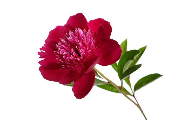 Peônia Rosa Escuro Flor Isolada Fundo Branco — Fotografia de Stock