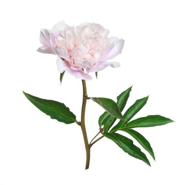 Pivoine Rose Douce Isolée Sur Fond Blanc — Photo