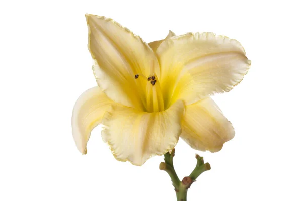 Żółty Kwiat Lilii Odizolowany Białym Tle — Zdjęcie stockowe
