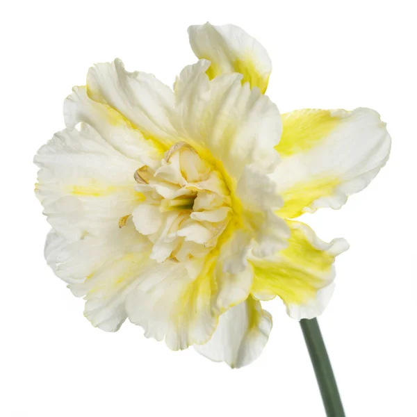 Kwiat Biały Żółty Nakrapiany Narcyz Izolowany Białym Tle — Zdjęcie stockowe
