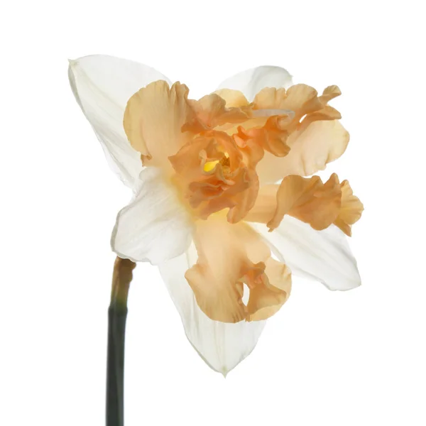 Японский Нарцисс Цветок Белом Фоне — стоковое фото