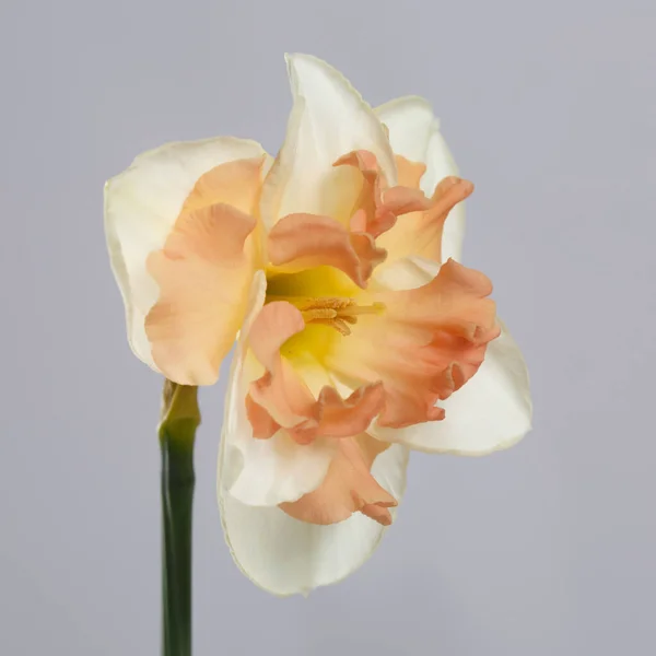 Schöne Narzissenblüte Isoliert Auf Grauem Hintergrund — Stockfoto