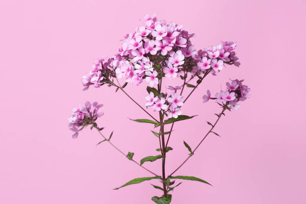 Branch of lilac phlox Isolated on a pink background.