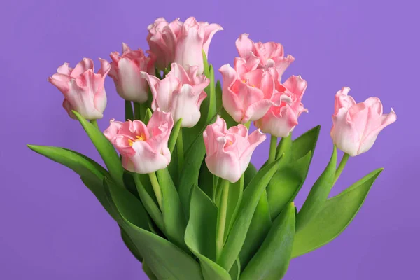 Strauß Rosa Tulpen Isoliert Auf Lila Hintergrund — Stockfoto