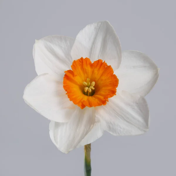 Daffodil Květiny Izolované Šedém Pozadí — Stock fotografie