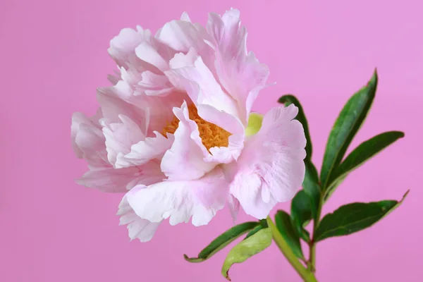 Gently pink peony flower isolated on a bright pink background.