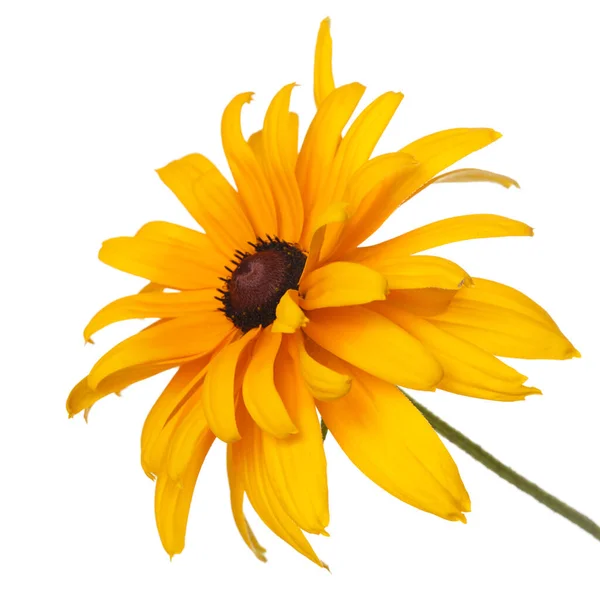 Fleur Éponge Jaune Rudbeckia Isolé Sur Fond Blanc — Photo