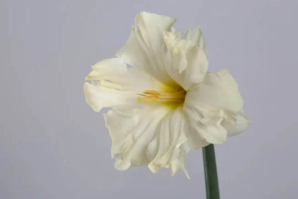 Gentle daffodil isolated on a gray background.