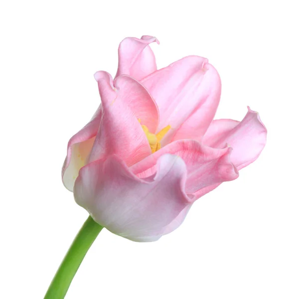 ピンクのチューリップの花に孤立した白い背景 — ストック写真