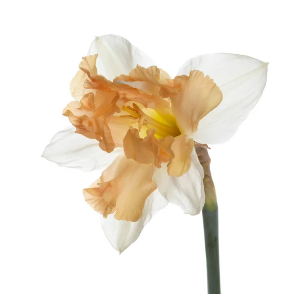 Japoński Narcyz Kwiat Izolowane Białym Tle — Zdjęcie stockowe