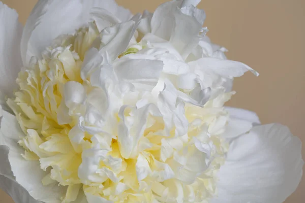 Unusual peonies isolated on a beige background, close-up.