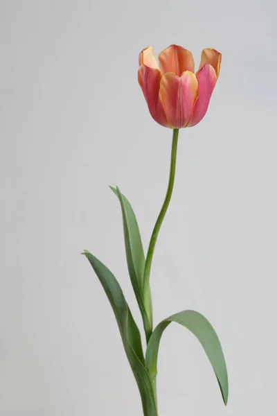 Multicolor Tulip Flower Isolated Gray Background Royalty Free Stock Photos