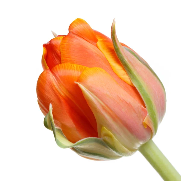 Bright Orange Tulip Flower Isolated White Background Royalty Free Stock Images