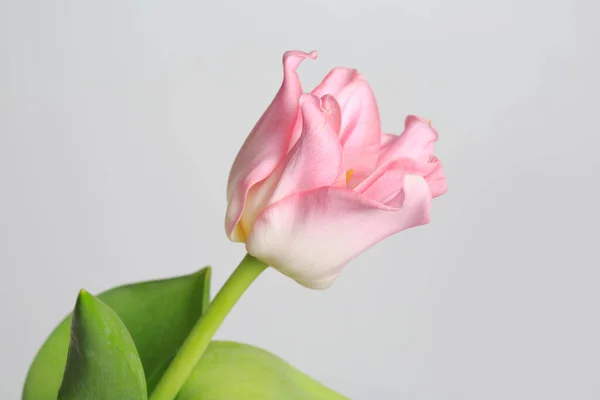 Pink Tulips Flower Isolated Gray Background Royalty Free Stock Images