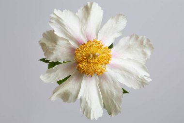 Beyaz şakayık gri arka planda izole edilmiş.