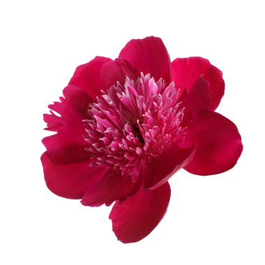 Beyaz arka planda izole edilmiş koyu pembe şakayık çiçeği.
