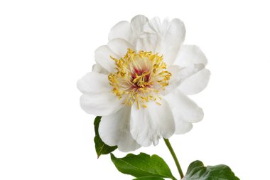 Beyaz arka planda izole edilmiş zarif beyaz şakayık.