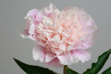 Gri bir arka planda yalıtılmış pembe şakayık..