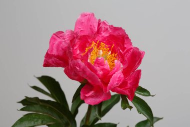 Gri arka planda izole edilmiş parlak pembe şakayık..