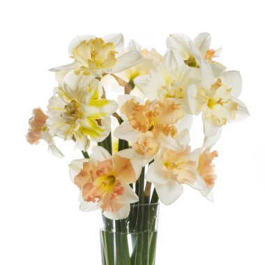 Beyaz arka planda izole edilmiş narin nergis buketi..