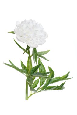 Beyaz arka planda izole edilmiş zarif beyaz şakayık çiçeği..