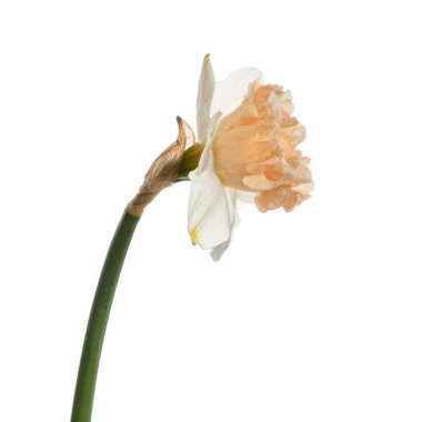 Beyaz arka plan üzerinde izole güzel nergis çiçek.