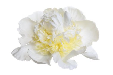 Beyaz-sarı şakayık, beyaz arka planda soyutlanmış şakayık..