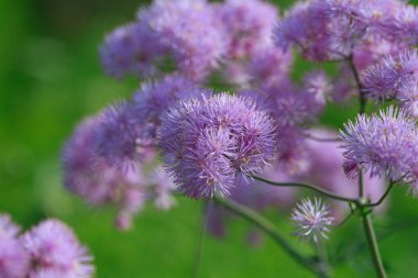 Bir yaz günü tarlada çiçek açan.