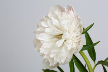 Gri arkaplanda yalıtılmış yumuşak beyaz şakayık.