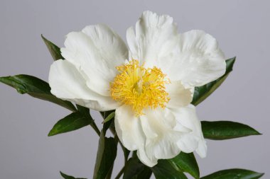 Gri arkaplanda sarı merkezli basit beyaz şakayık..