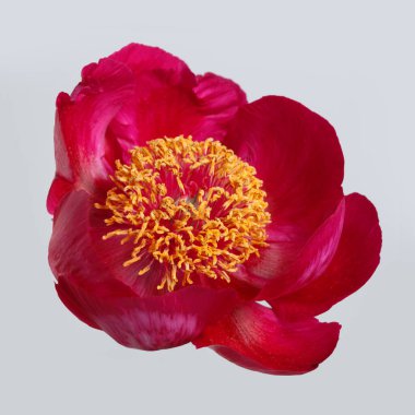 Ortadaki sarı toplu pembe şakayık gri arka planda izole edilmiş..