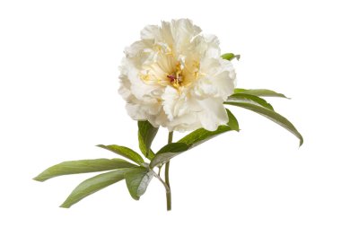 Beyaz arkaplanda izole edilmiş yumuşak sarı şakayık.