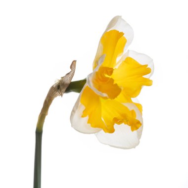Parlak sarı merkezli nergis çiçeği beyaz arkaplanda izole edilmiş..