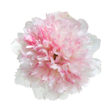 Beyaz arka planda izole edilmiş beyaz pembe şakayık çiçekleri..